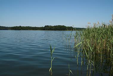 8. Juni 2008. Mecklenburg-Vorpommern. Feldberger Seenlandschaft. Carwitzer See.